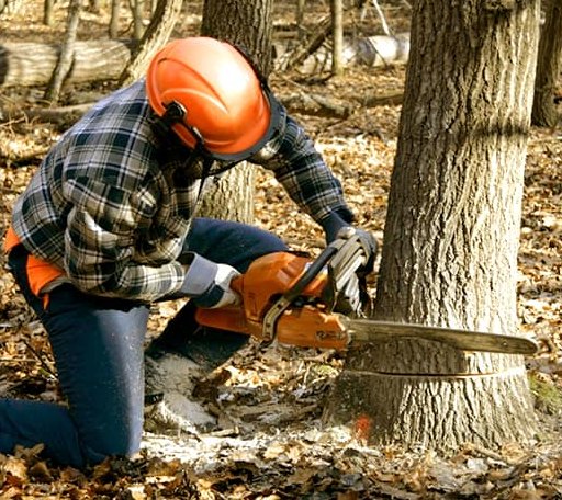 Tree Removal in Brave, PA